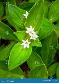 Image result for Richardia scabra