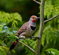 The new jersey state bird, motto, animal, and flag are all important symbols to the state. Alabama State Bird Northern Flicker