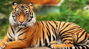Tigers Are The Largest Members Of The Cat Family In The Wildest And Away Off Hinterlands Consist The Entities Of Character Unique In Their Own Correct Subtle Ra Bengal Tiger National Animal Tiger