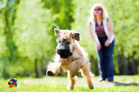 The arizona humane society is excited to offer dog training courses and private training lessons for dogs and puppies. Great Dog Obedience Trainers Of Phoenix Az
