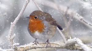 Winter Song Kim Yoon The Rain Playlist Robin Bird Little Birds Beautiful Birds