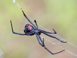 The markings can also be yellow or white, and the spider itself may be brown or have red legs. 10 Fascinating Things About Black Widow Spiders