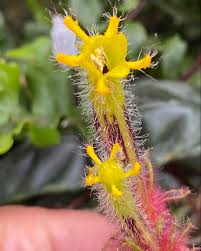 Image result for Gesneriaceae