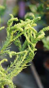 Image result for Cryptomeria