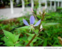 Image result for Cleome schimperi