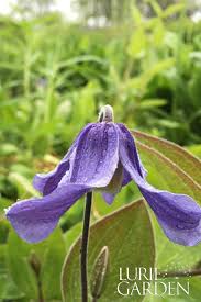Good for pollinators like halictid bees, wasps, various flies. Pin On Plants Of Lurie Garden
