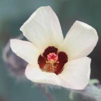 Image result for Hibiscus physaloides