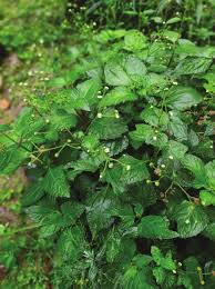 Image result for Adenostemma mauritianum