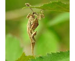 Image result for Heteromorpha stenophylla