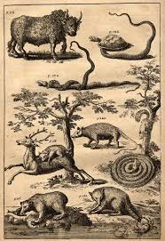 Beasts Of North Carolina Animal Illustration Nature Illustration Natural History