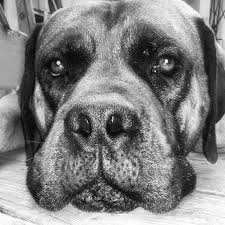 Black Boerboel Puppies For Sale In Cape Town Boerboel South African Mastiff Face Black And White South African Mastiff Boerboel Mastiffs
