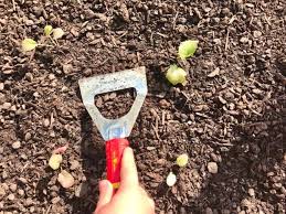 Check spelling or type a new query. How To Weed Effortlessly Using A Dutch Hoe Tiny Garden Habit