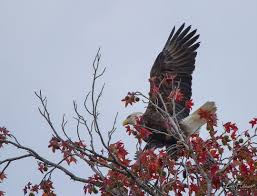 Birds Of East Texas Piney Woods An American Bald Eagle Enjoying A Bit Of Fall Color And Cooler Temperatures In Wood County Spectacular Capture Ta Bald Eagle Forest Trail American Bald Eagle