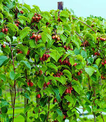 Kiwis sollte man spätestens im november ernten, essen aber noch später. Winterharte Mini Kiwi Ananasnaya Top Qualitat Baldur Garten
