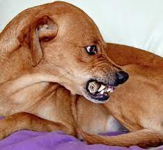 Whale Eye In Dogs Why Dogs Show The White Of Their Eyes Pethelpful