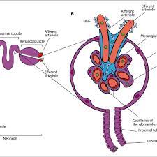 Watch the whole lecture (all 8 videos). A Organization Of The Nephron B Section Of Renal Corpuscle Showing Download Scientific Diagram