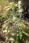Image result for Monadenium lugardiae