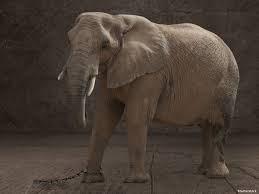 Captive Elephants Suffer in Asia and Africa