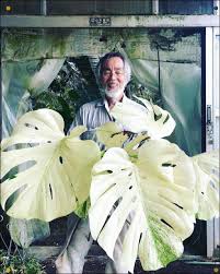 White Philodendron Monstera Split Leaf Philodendron A Split Leaf Philodendron Develops Quickly An Philodendron Plant Variegated Plants Philodendron Monstera