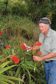 Image result for Aloe ribauensis
