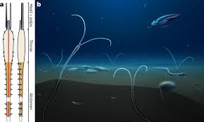 Image result for Acritochaete volkensii