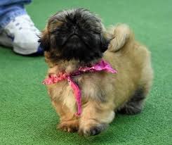 This breed makes a devoted companion, it adapts to its environment and surroundings. Pekingese Puppies For Sale New York Ny 297654