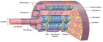 The Structure And Internal Organization Of A Skeletal Muscle Fiber Skeletal Muscle Anatomy And Physiology Mitochondria