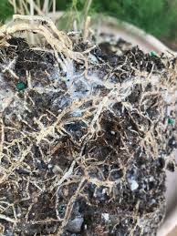 Asparagus aethiopicus, commonly known as asparagus fern, foxtail fern, sprenger's asparagus, emerald feather, or asparagus grass, is a perennial herb in the asparagus genus. White Mold On Asparagus Fern Roots Plantclinic