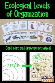 Levels Of Organization Card Sort Activity Levels Of Organization Biology Middle School Science Resources Ecology Activity