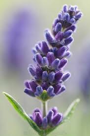 Pin De Kaylee Oehrlein En Art En 2020 Planta De Lavanda Plantas De Lavanda Ramo De Lavanda