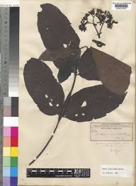 Image result for Psydrax subcordata