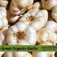 Grow Great Organic Garlic event image