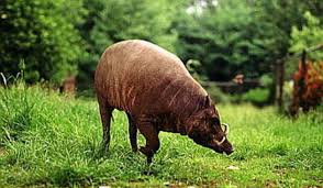 Gambar babi hutan hd adalah informasi penting disertai dengan foto dan gambar hd yang bersumber dari semua situs web di dunia. 43 Gambar Hewan Babi Rusa Hd Terbaik Gambar Hewan