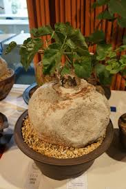 Image result for Pyrenacantha