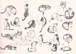 Cat Drawing Reference And Sketches For Artists Animal references for drawing | cat poses drawing cat pose practice by novum drawing reference design reference cat sketch. cat drawing reference and sketches for