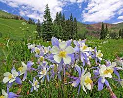 Colorado Columbines John Fielder Colorado Image Colorado Landscape Grand Lake Colorado