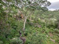 Image result for Brachystegia glaucescens