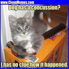 Funny cat and dog memes (clean). Funny Dog And Cat Memes Clean 20 Adorably Funny Dog And Cat Memes