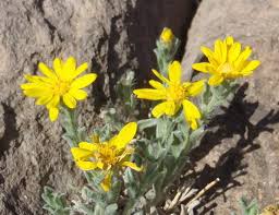 Image result for Heteranthoecia