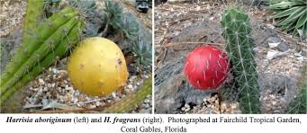 Image result for Synsepalum muelleri