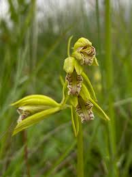 Image result for Nervilia kotschyi