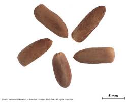 Image result for Berchemia zeyheri