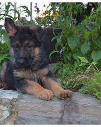 We did not find results for: Watchman German Shepherd Puppies And Stud Service Home