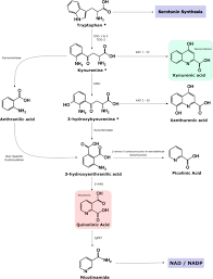Semua isi hatimu 3 suara (jac ft ning ft shila). The Kynurenine Pathway A Finger In Every Pie Molecular Psychiatry
