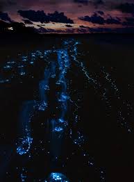 Bioluminescent Beach Puerto Rico Fajardo 