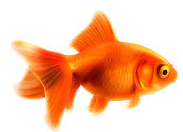 Goldfish Google Search Goldfish Fish Fish Art