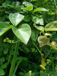 Image result for Illigera