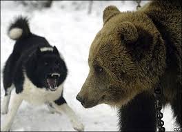 pin on animals
