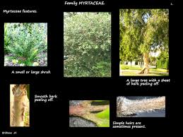 Image result for Myrtaceae