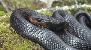 Snakes are elongated, limbless, carnivorous reptiles of the suborder serpentes /sɜːrˈpɛntiːz/. Eastern Indigo Snake